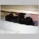 siesta_13.jpg